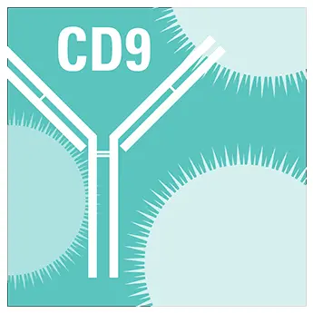 Anti-CD9 Antibody with Goat Anti-Rabbit HRP Secondary Antibody