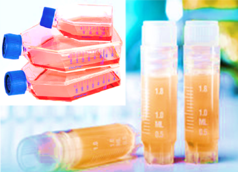 [SK-25CELL-138] Human B Lymphocyte Leukemia Cells