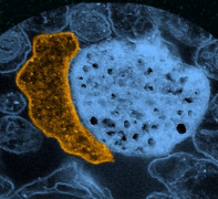 Nusser Lab